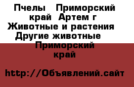 Пчелы - Приморский край, Артем г. Животные и растения » Другие животные   . Приморский край